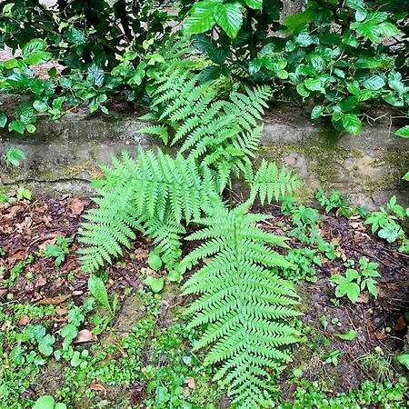 In Historischer Muehle * בוכן